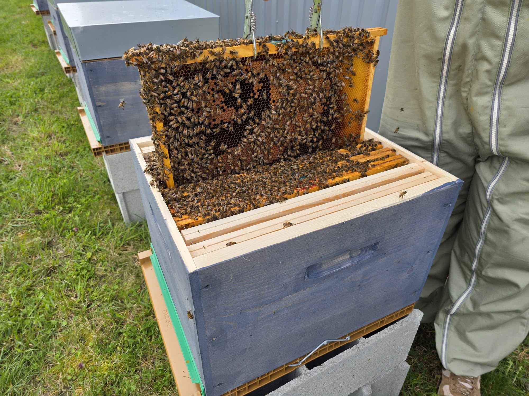 Cadre d’une ruche couvert d’abeilles lors d’une inspection